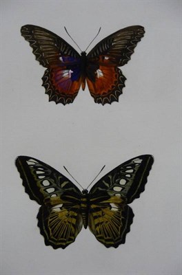 Lot 65 - Alderson (Ellerton Garside)  Exotic Butterflies, 1907, original illustrations, painted by the...