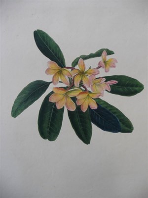 Lot 138 - [Norton (E.H.)] Brazilian Flowers, drawn from Nature in the Years 1880-1882 in the neighbourhood of