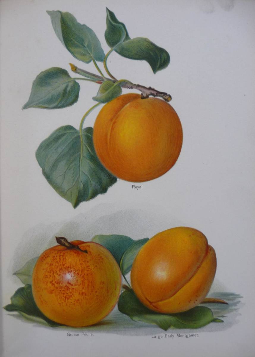 Lot 142 - Wright (John) The Fruit Growers Guide, n.d., [?1891-4], Virtue, six volumes, three chromolitho...