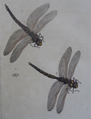 Lot 84 - Harris (Moses) An Exposition of English Insects ..., 1782, White and Robson, 4to., engraved...