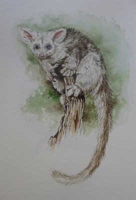 Lot 86 - Gordon (Rish) - Original Artwork Australian Mammals, 1983, pen, ink and watercolour sketches of...