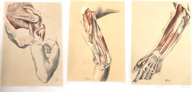 Lot 140 - Ellis (George Viner) & Ford (G.H.)  Illustrations of Dissections ... of the Human Body, 1876, large