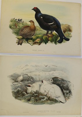 Lot 46 - John Gould (British, 1804-1881) Lagopus Mutus [Ptarmigan]; Tetrao Tetrix [Black Grouse]; Red-Legged