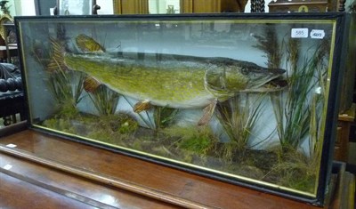 Lot 585 - Cased pike