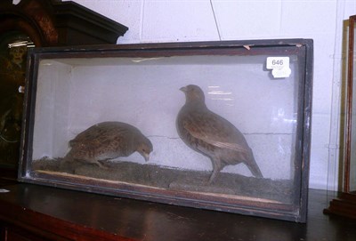 Lot 646 - Cased taxidermy display of two partridges