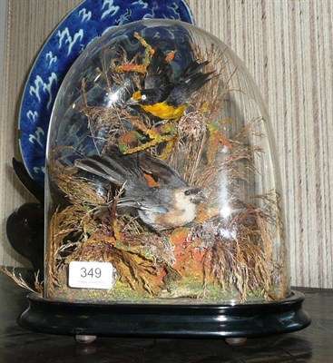 Lot 349 - Victorian birds under a glass dome *