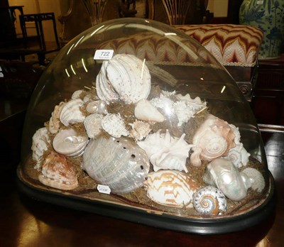 Lot 722 - A shell display under a glass dome