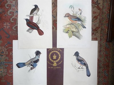 Lot 1061 - Four coloured Gould bird book plates