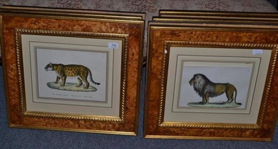 Lot 799 - Eight 19th century German hand coloured engravings of African wildlife in modern burrwood and...