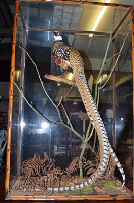 Lot 974 - An early 20th Century taxidermy specimen of a   Pheasant