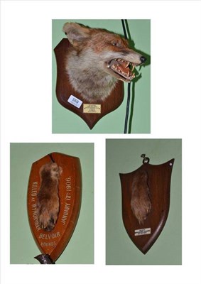 Lot 559 - A Taxidermy Fox Mask, by P Spicer & Sons, December 4th 1926; A Fox Paw, by Spicer & Sons, 1937,...