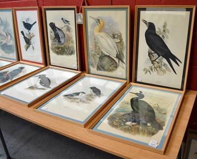 Lot 1091 - After John Gould & H C Richter (19th/20th century) A series of nineteen coloured prints of...