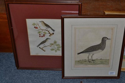 Lot 1291 - After Eleazor Albin ";The Green Plover"; hand coloured engraving, together with further...