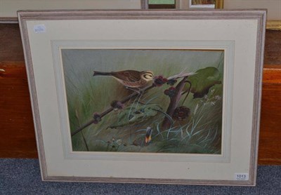 Lot 1013 - Philip Rickman (1891-1982) A pipit feeding on a branch, signed watercolour and bodycolour, 29cm...