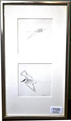 Lot 1129 - Lars Jonsson (b.1952) Swedish, Studies of Arctic Terns, signed and dated (19)82, pencil, each...