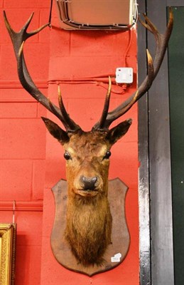 Lot 1462 - Taxidermy specimen of a deer full head mount, diameter of horns 70cm