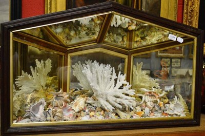 Lot 1554 - A late Victorian cased shell display, 90cm wide