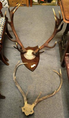 Lot 1572 - ^ Two pairs of antlers (one on a shield mount)