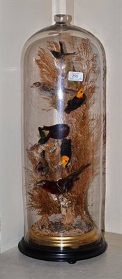 Lot 255 - A Victorian taxidermy specimen of a group of birds under a glass dome, height 62cm