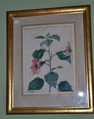 Lot 1078 - English School ";Botanical Study of Hibiscus Rosa Simensis"; watercolour on vellum, 43.5cm by...