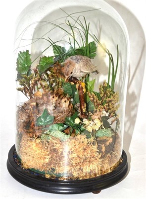 Lot 671 - An ornithological taxidermy specimen in glass dome, height 32cm