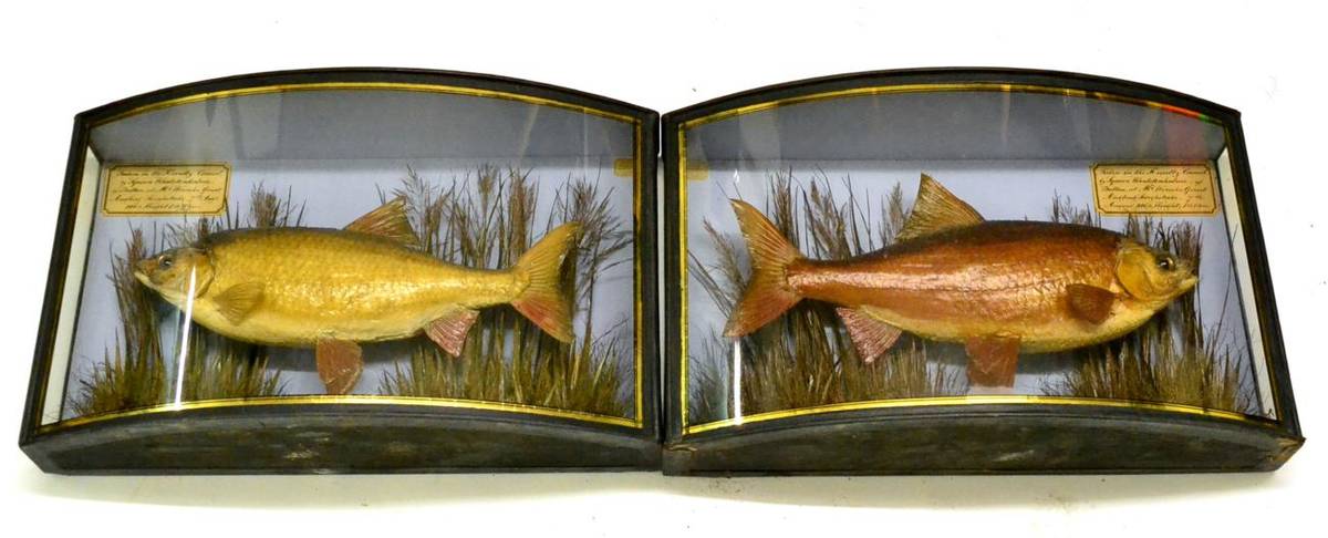 Lot 1036 - A Cooper Taxidermy Chub, preserved and mounted amidst reeds and grasses, with painted backdrop,...