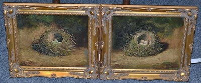 Lot 1185 - Benjamin Hold (early 20th century) Still life of a bird's nest on a mossy bank with a...