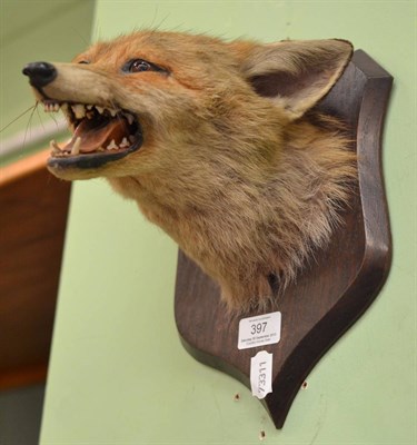 Lot 397 - Late Victorian taxidermy specimen of a fox head, stamped P Spicer & Sons, Leamington