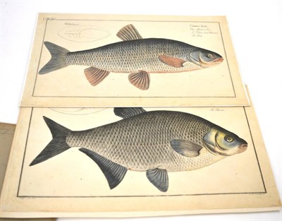 Lot 741 - Six hand-coloured plates of Bloch's titled 'The Chubb', 'The Carp', 'The Bream', 'La...