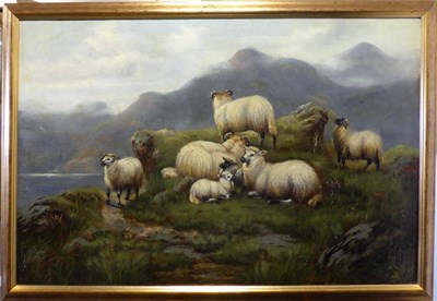 Lot 1023 - Circle of W.P. Hollyer (19th/20th century) Highland sheep at rest, oil on canvas, 59.5cm by 90cm