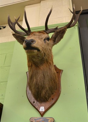 Lot 1259 - Red deer shoulder mount (ten points), on an oak shield