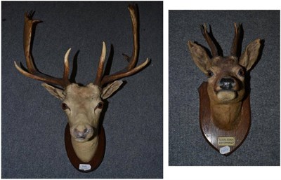 Lot 1449 - A taxidermy full head mount of a fallow deer dated 1927, label to verso ";Preserved by John...