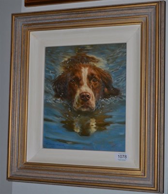 Lot 1078 - Frederick J Haycock (b.1948) A liver and white Springer spaniel swimming, signed, oil on...