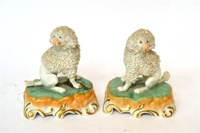 Lot 153 - * A pair of Dresden poodle dogs, on moulded bases, 13cm high