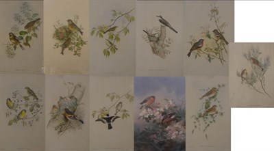 Lot 1015 - ^ W. Heart after J Gould ";Muscicapa Collaris";, coloured lithograph, together with nine...