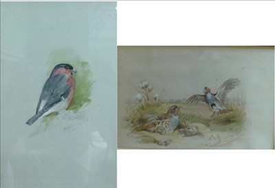 Lot 1018 - Archibald Thorburn (1860-1935) A grouse hen with chicks in a nest, initialled, pencil and...