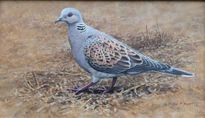 Lot 1117 - Alan M. Hunt (b.1947) ";Turtle Dove";, signed and dated (20)12, inscribed verso, oil on board, 17cm