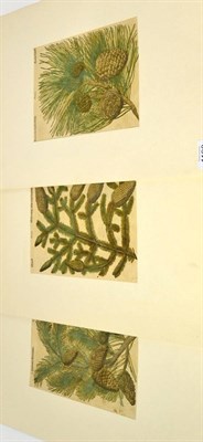 Lot 1198 - Four 18th/ 19th century bookplate prints, titled Pinus, Picea, Vua Spina and Pinus Mugus