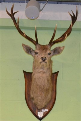 Lot 1293 - Red deer head mount, twelve points, mounted on an oak shield with silvered shield shaped plaque...