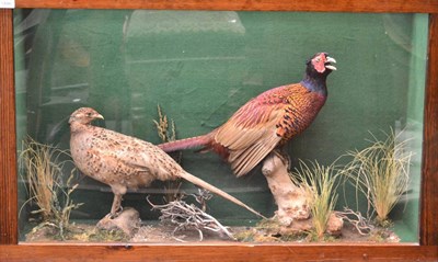 Lot 1446 - Male and female pheasants in a naturalistic setting within a pine glazed case, 107cm by 66cm by...