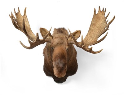 Lot 1773 - Canadian bull moose (Alces alces), shoulder mount, 25 points (11+14), with Safari Club...