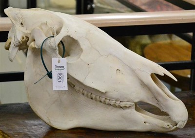 Lot 1366 - Burchell's Zebra (Equus quagga), modern, skull, 55cm long by 29cm high approx, with green game...