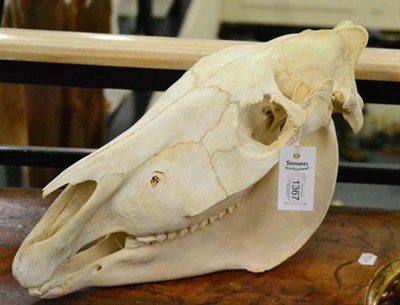 Lot 1367 - Burchell's Zebra (Equus quagga), modern, skull, 51cm long by 28cm high approx, with green game...