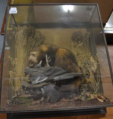 Lot 1609 - Polecat with pigeon prey, full mount in a naturalistic setting enclosed within a four glass...