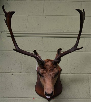 Lot 1623 - A stag's head with antlers, mounted on wooden shield plaque