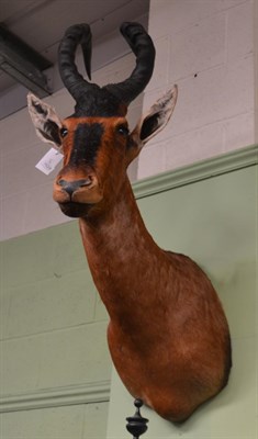 Lot 1628 - Red hartebeest (Alcelaphus caama), modern, shoulder mount with head turning to the left, 69cm...